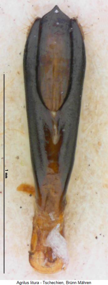 agrilus_litura.jpg