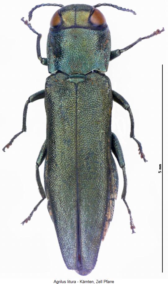 agrilus_litura_hab.jpg