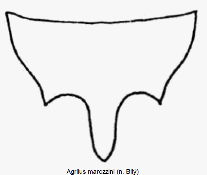agrilus_marozzini_vbr.gif