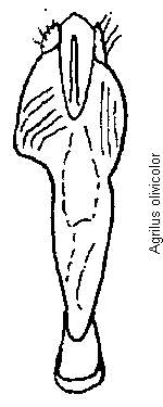agrilus_olivicolor.gif