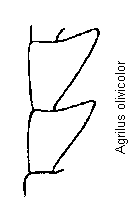 agrilus_olivicolor_f.gif