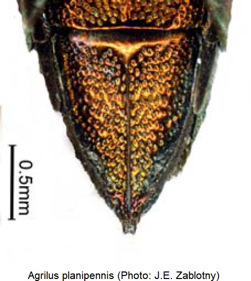 agrilus_planipennis_pyg.jpg