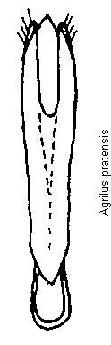agrilus_pratensis.gif