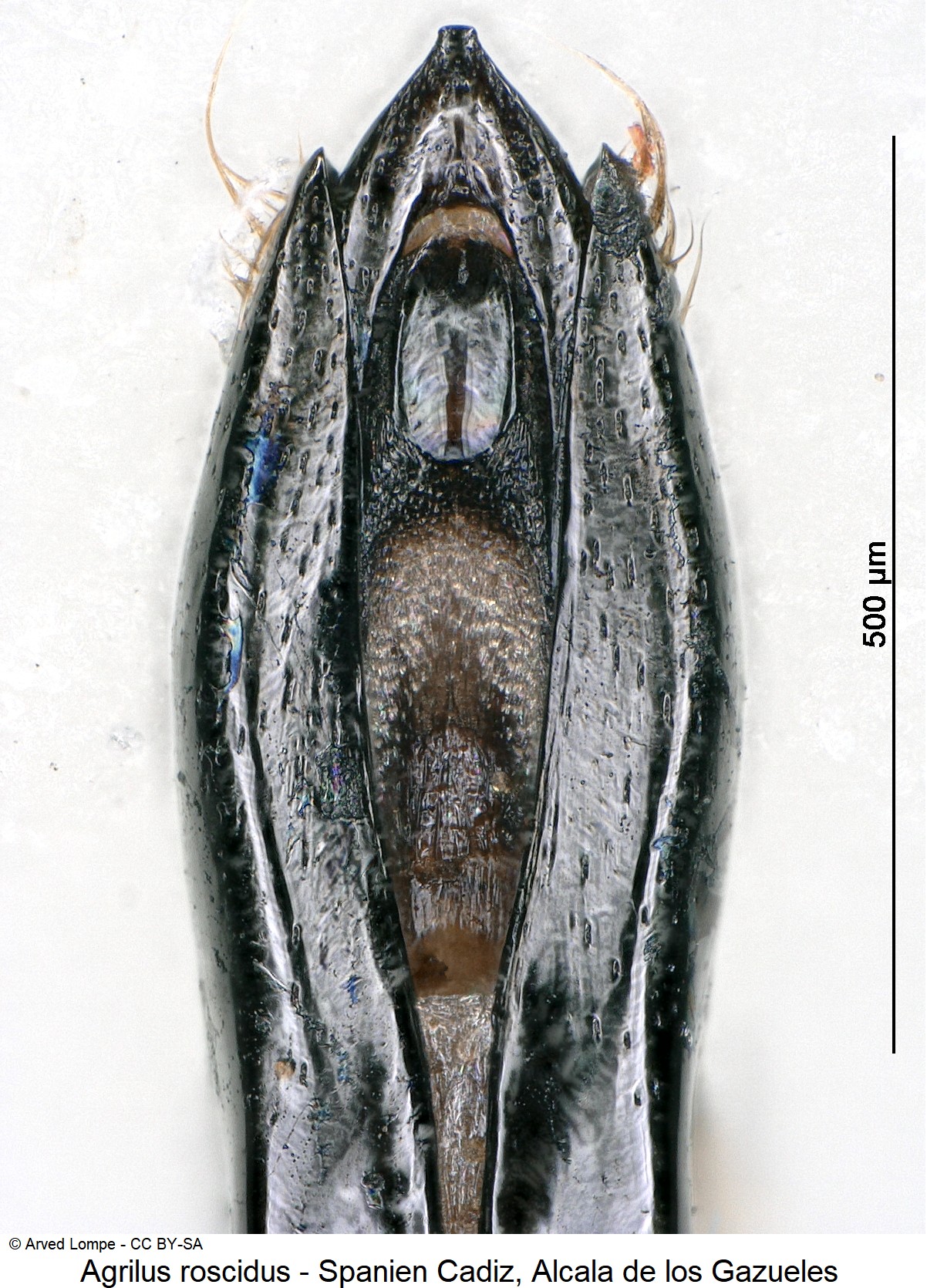 agrilus_roscidus_ck34285332-3.jpg