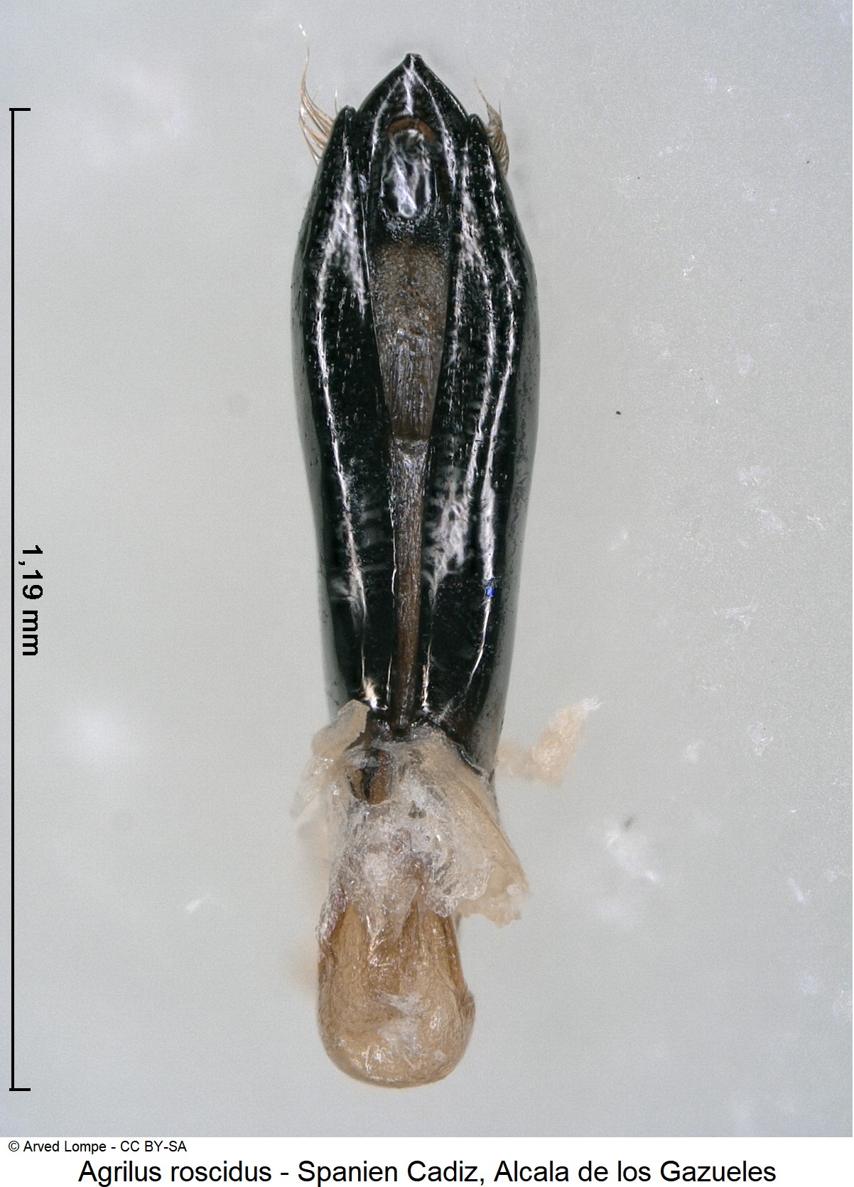 agrilus_roscidus_ck34285332.jpg