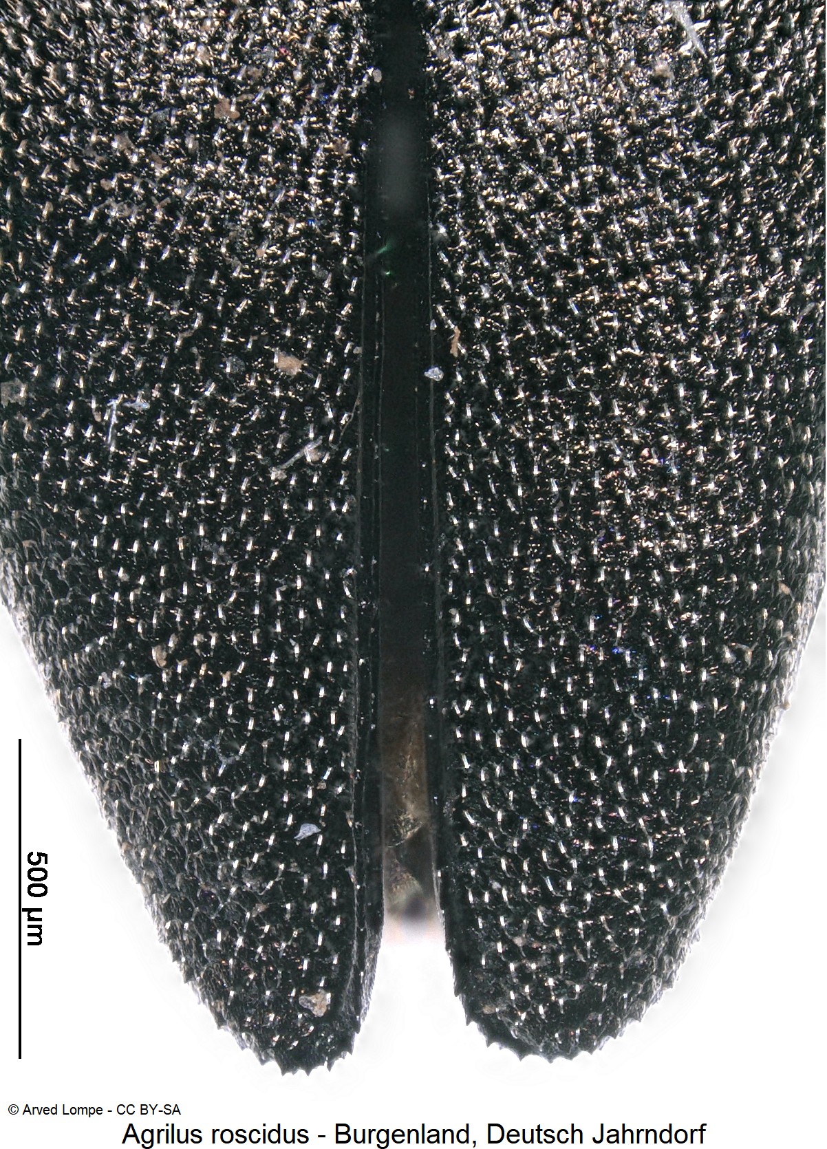 agrilus_roscidus_ck7438_int-1.jpg
