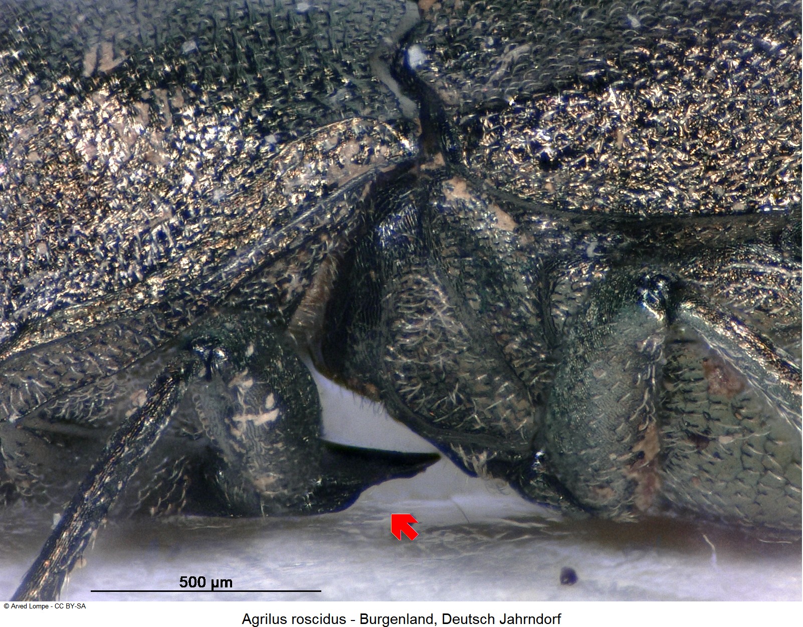 agrilus_roscidus_ck7438_sa_vbr.jpg