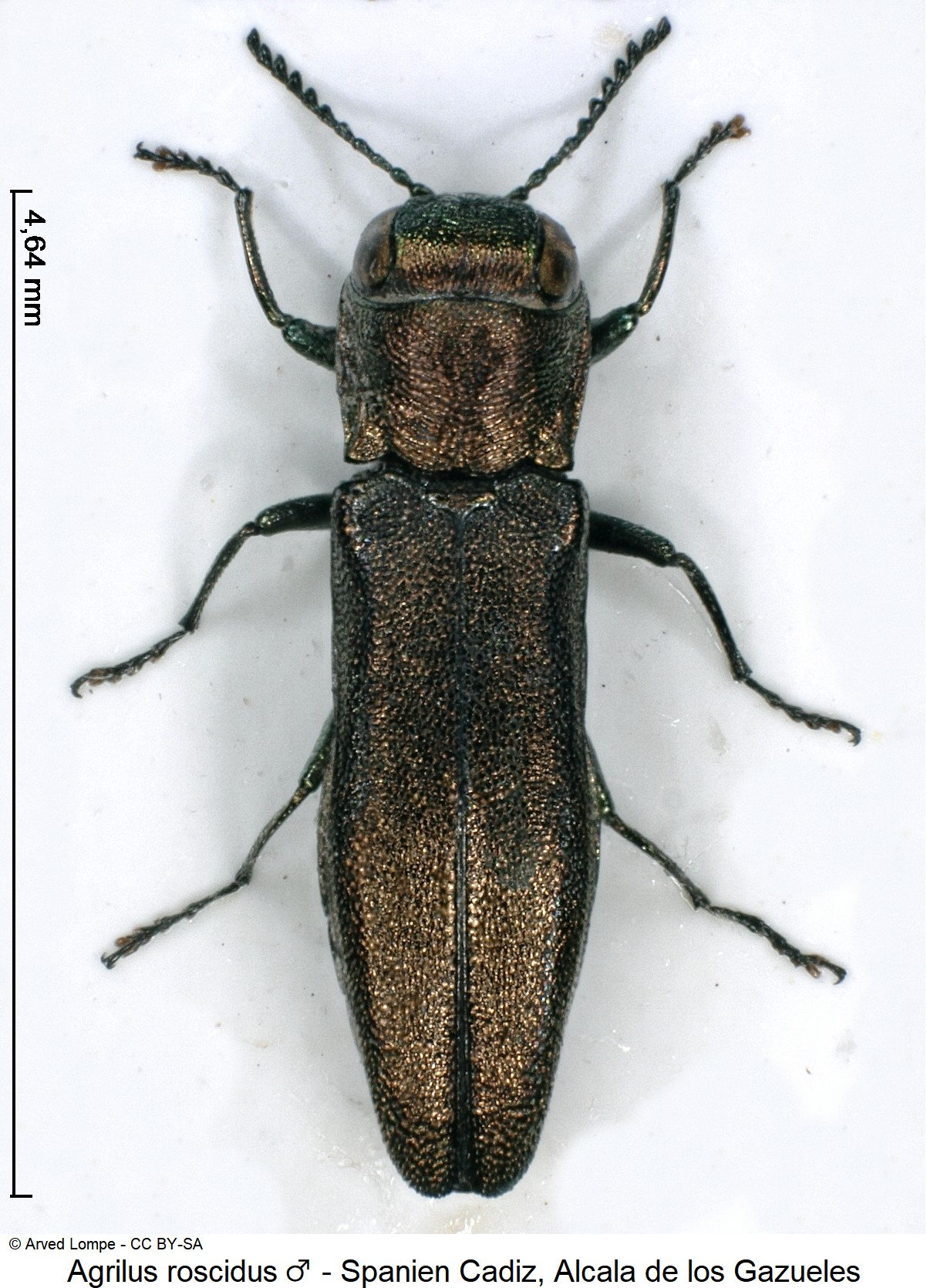 agrilus_roscidus_m_ck34285332_hab.jpg