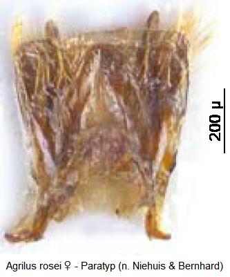 agrilus_rosei_w_ovi.jpg