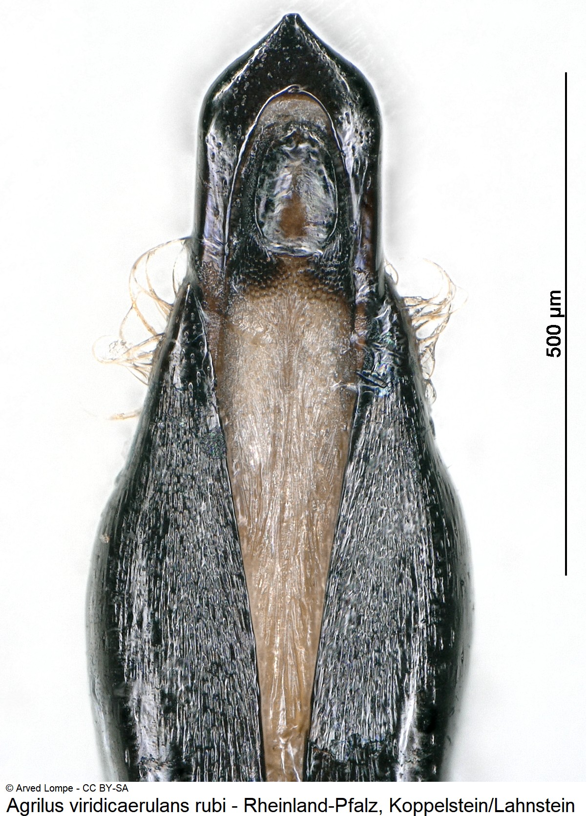 agrilus_rubi_ck34285346-1.jpg