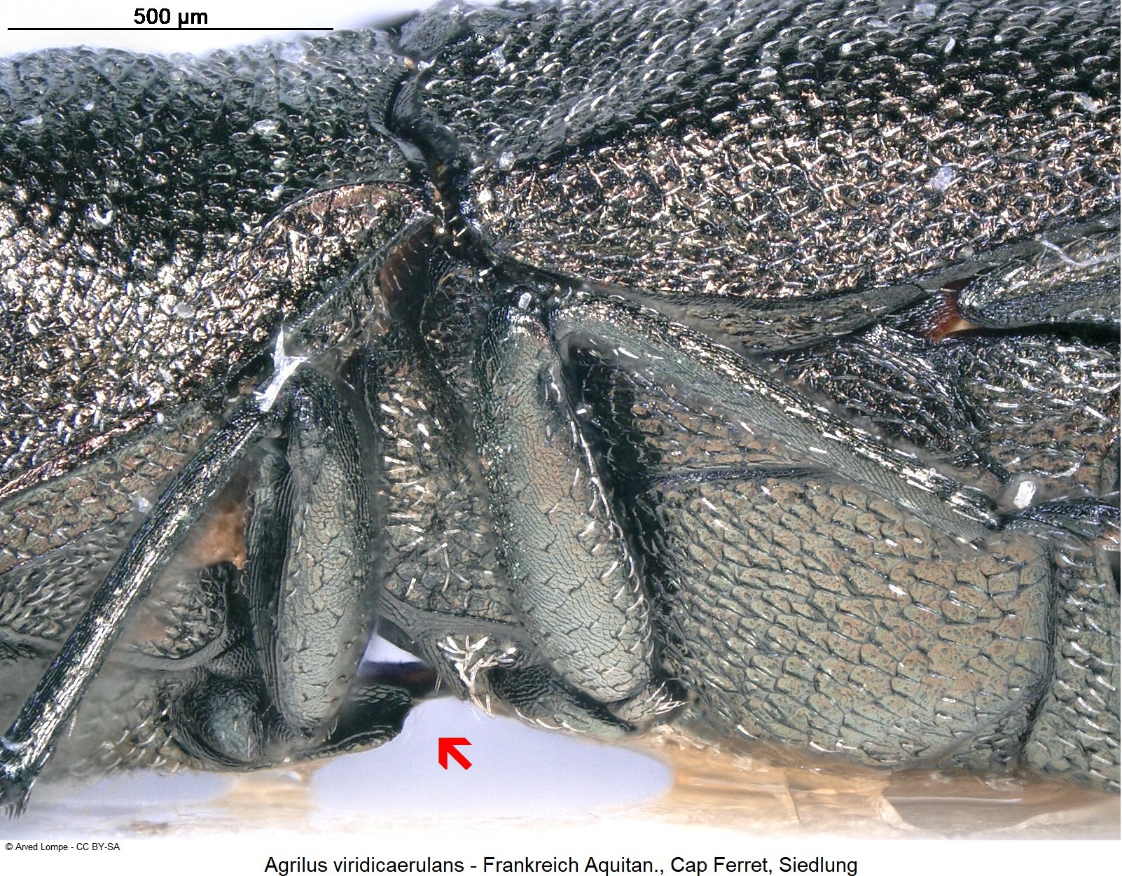 agrilus_rubi_ck7439_sa_vbr.jpg