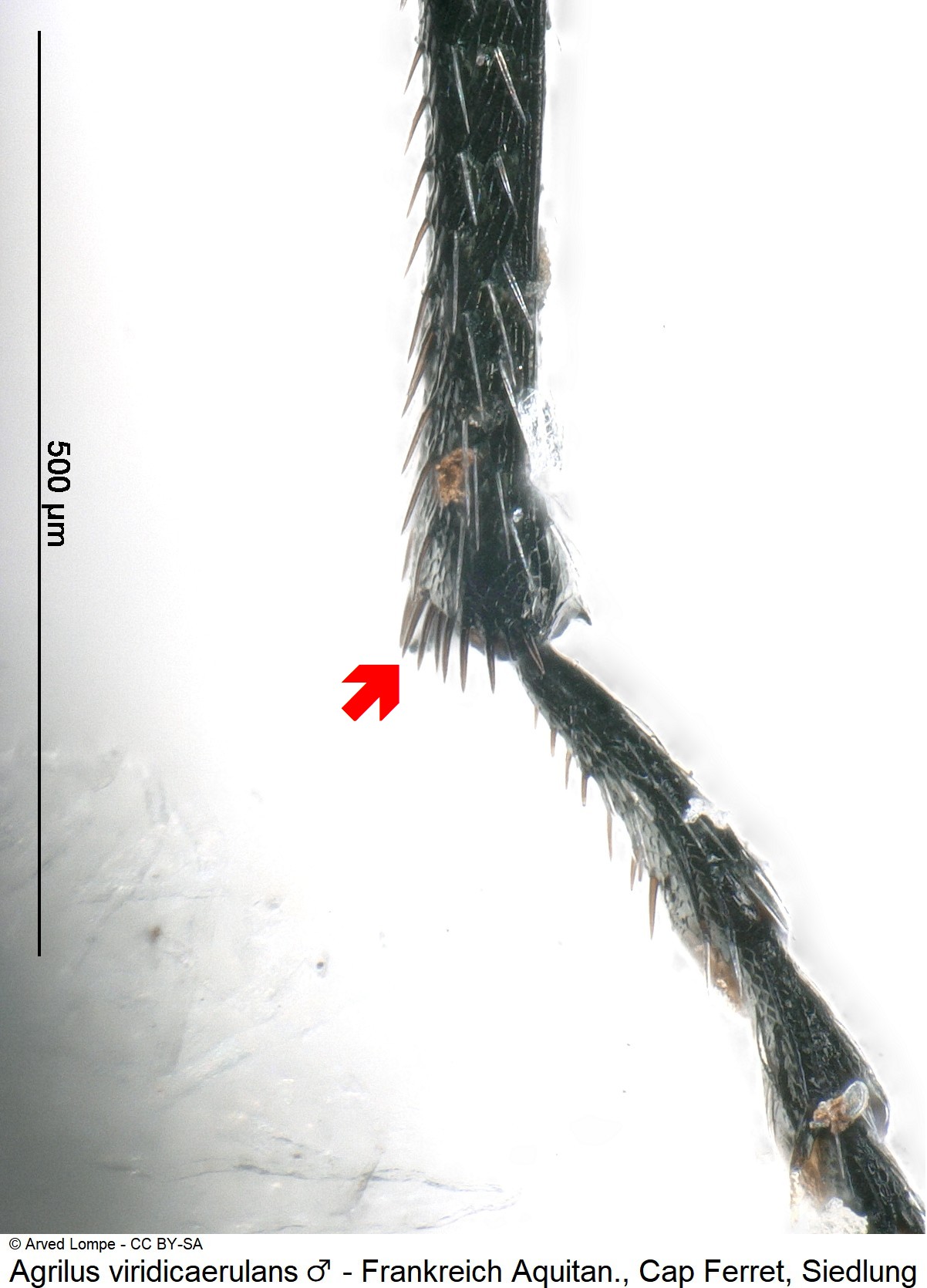 agrilus_rubi_m_ck7439_mschn.jpg