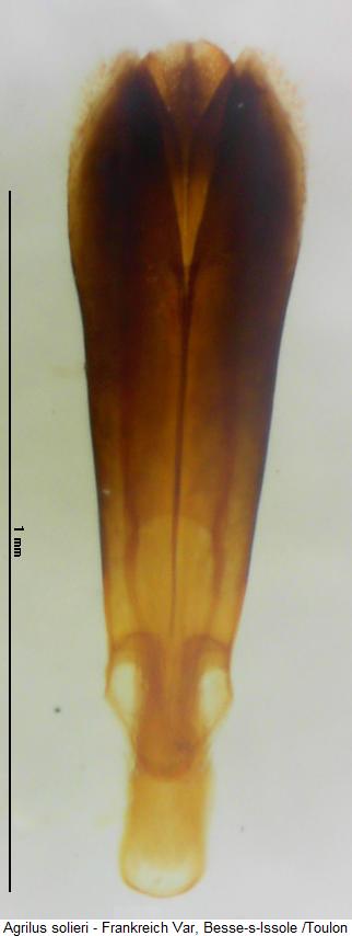 agrilus_solieri.jpg