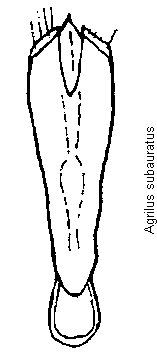 agrilus_subauratus.gif
