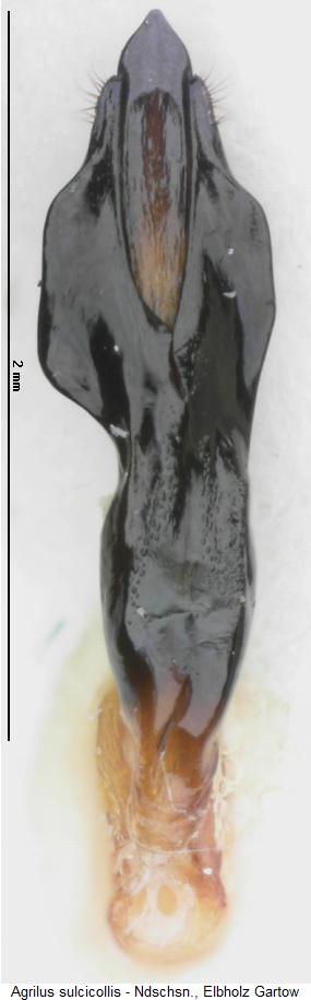 agrilus_sulcicollis.jpg