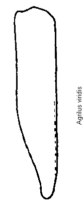 agrilus_viridis_fld.gif