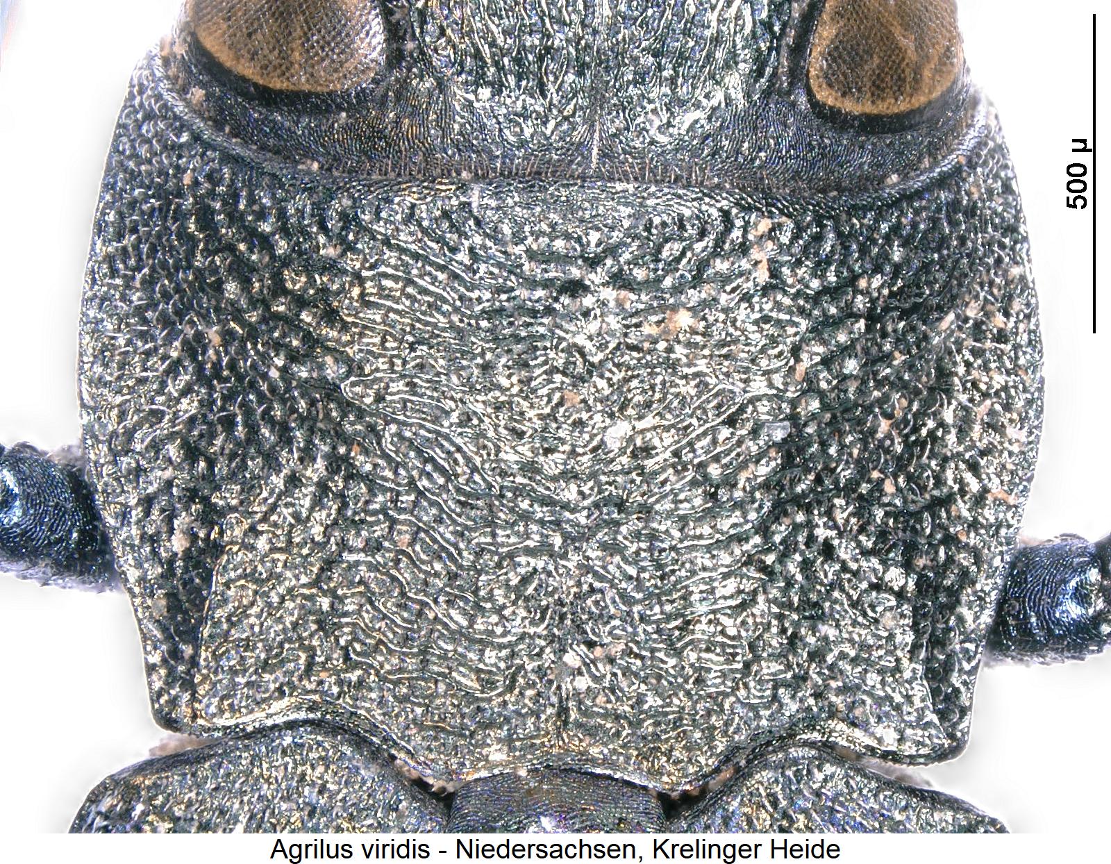 agrilus_viridis_hsch.jpg
