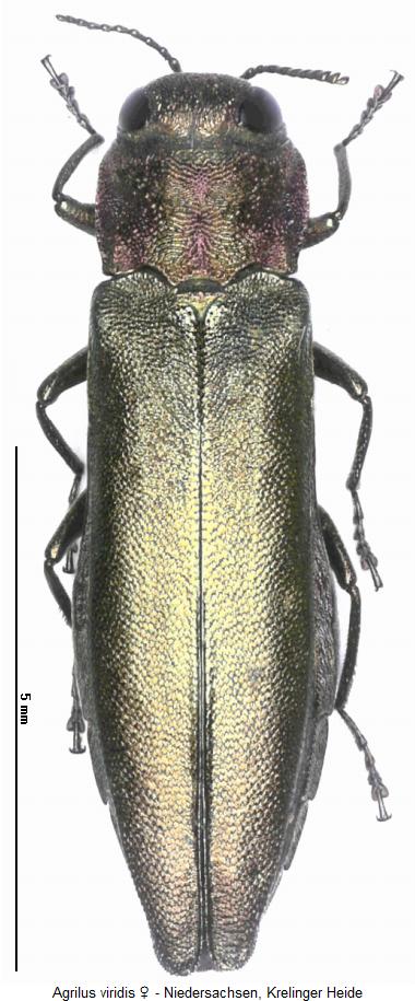 agrilus_viridis_w_hab.jpg
