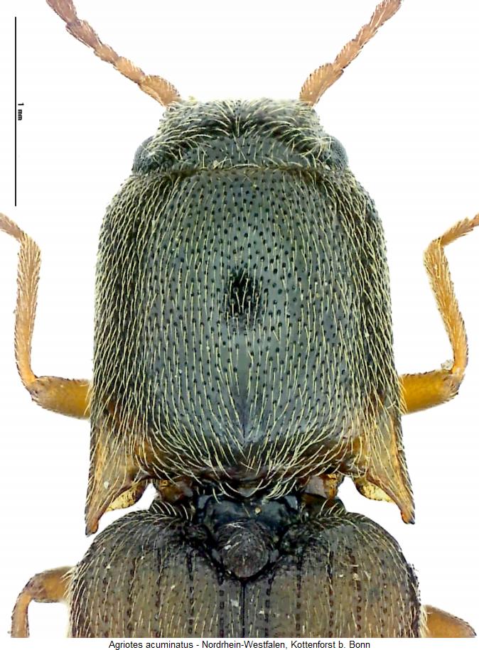 agriotes_acuminatus_vk.jpg