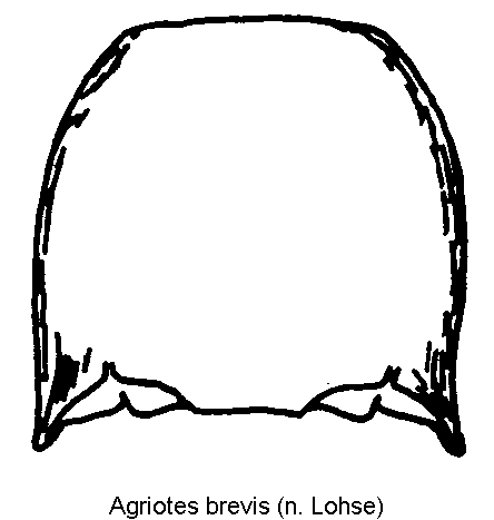 agriotes_brevis_hsch.gif