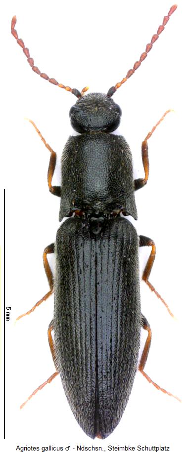 agriotes_gallicus_hab.jpg