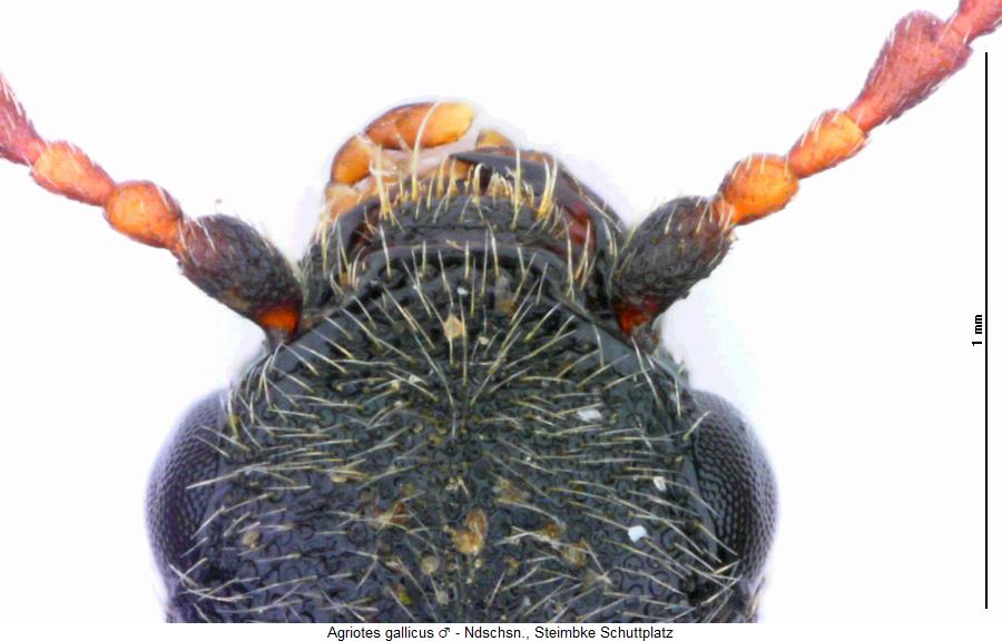 agriotes_gallicus_k.jpg