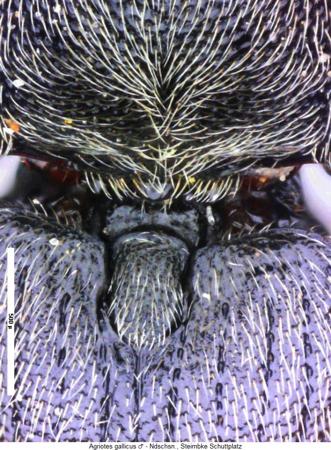 agriotes_gallicus_scut.jpg