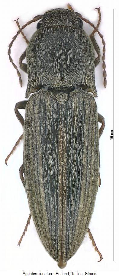 agriotes_lineatus_hab.jpg