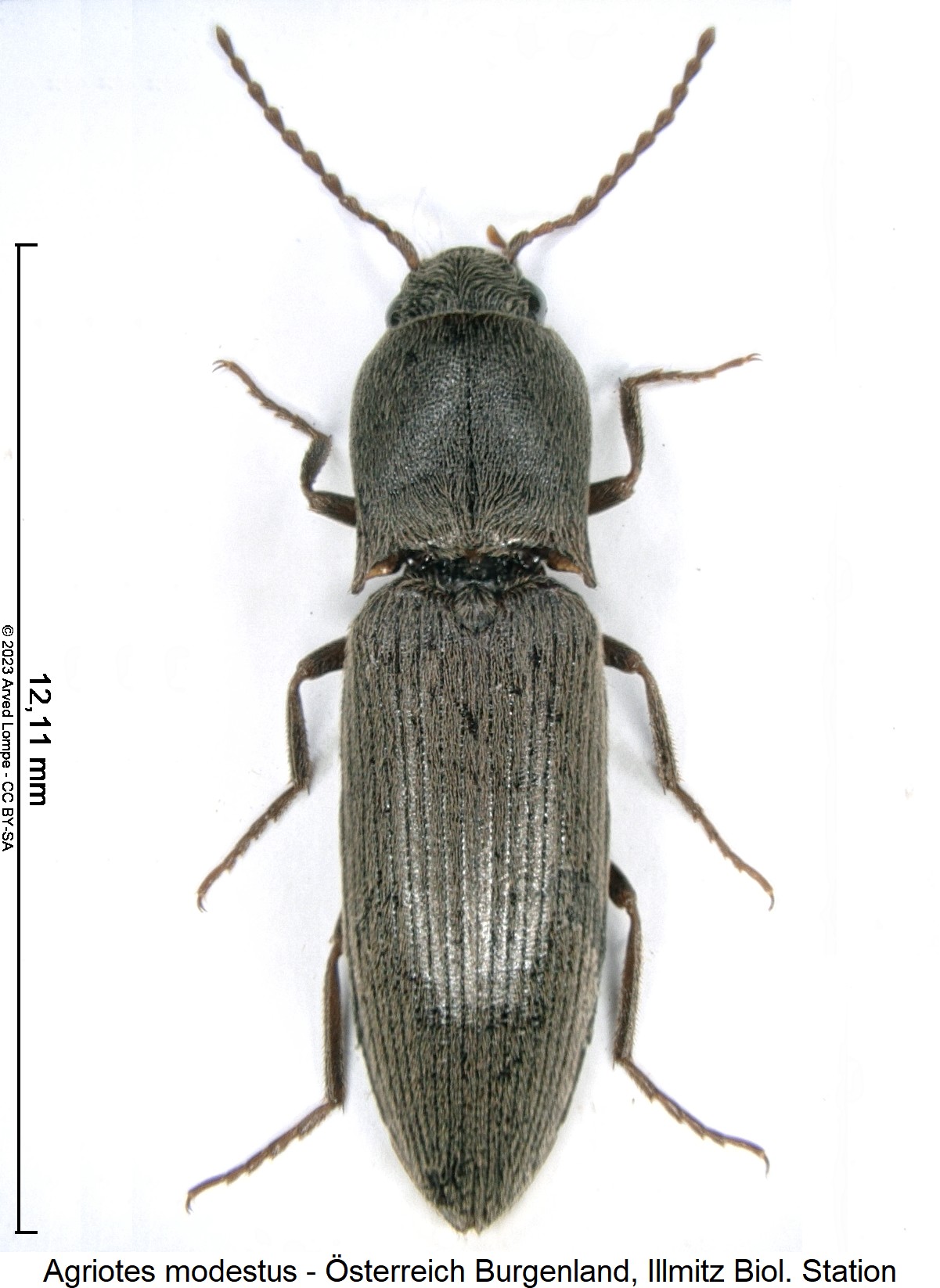 agriotes_modestus_$28562149_hab.jpg
