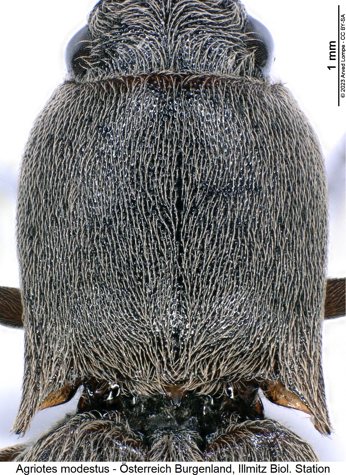 agriotes_modestus_$28562149_hsch.jpg