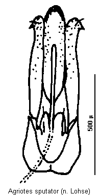 agriotes_sputator.gif