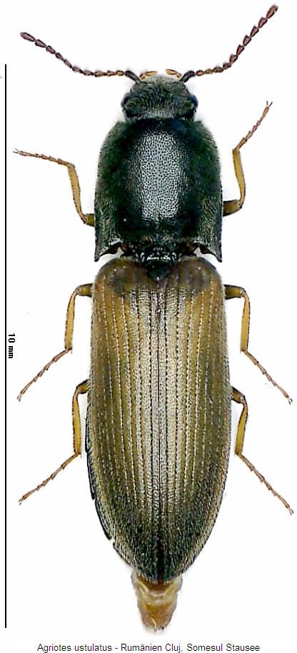 agriotes_ustulatus_hab.jpg
