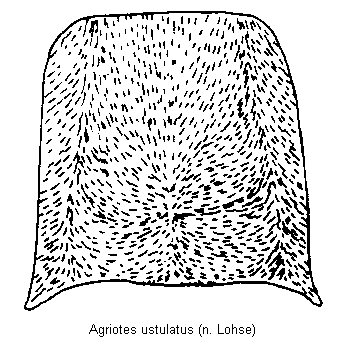 agriotes_ustulatus_hsch.gif