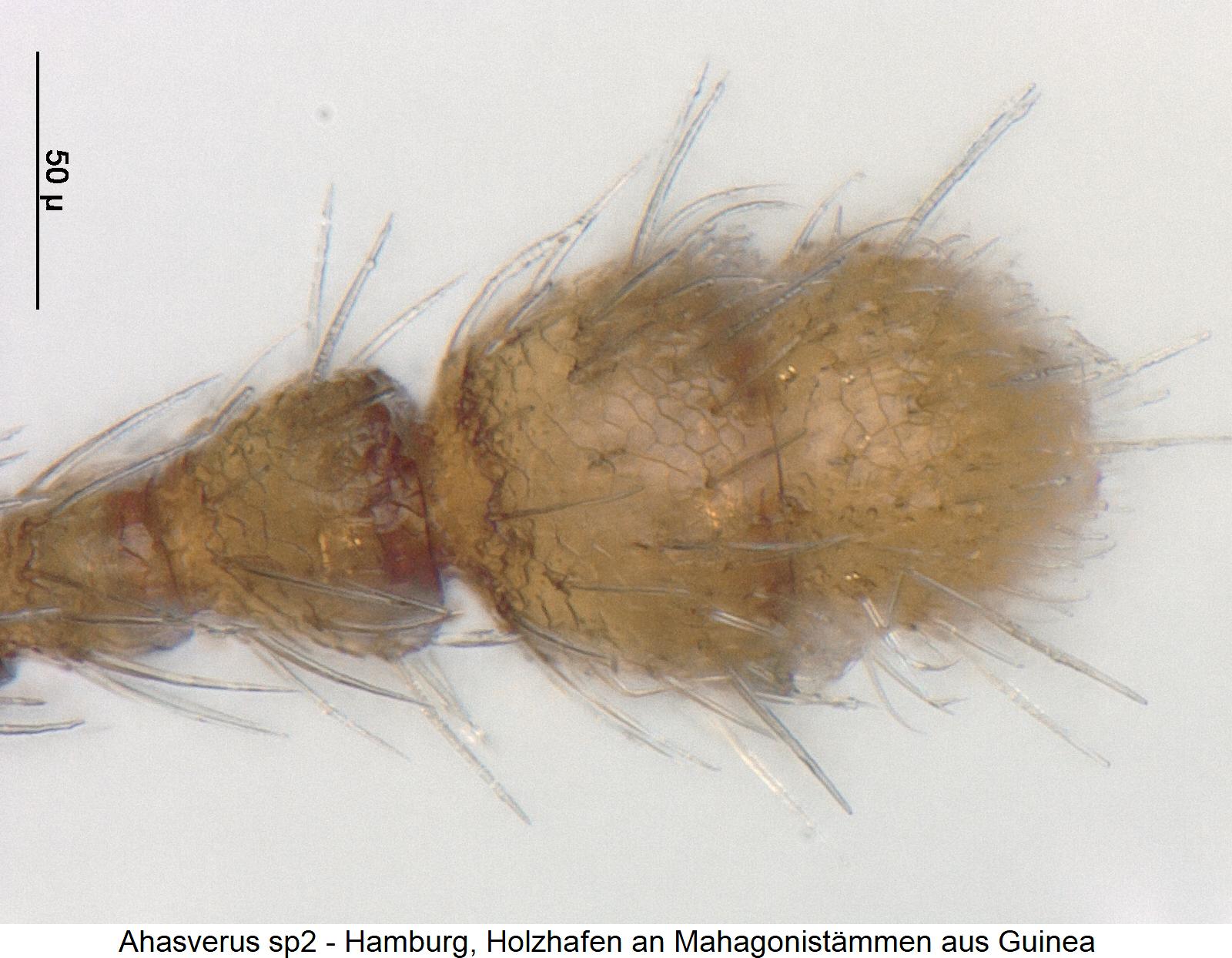 ahasverus_sp2_f.jpg