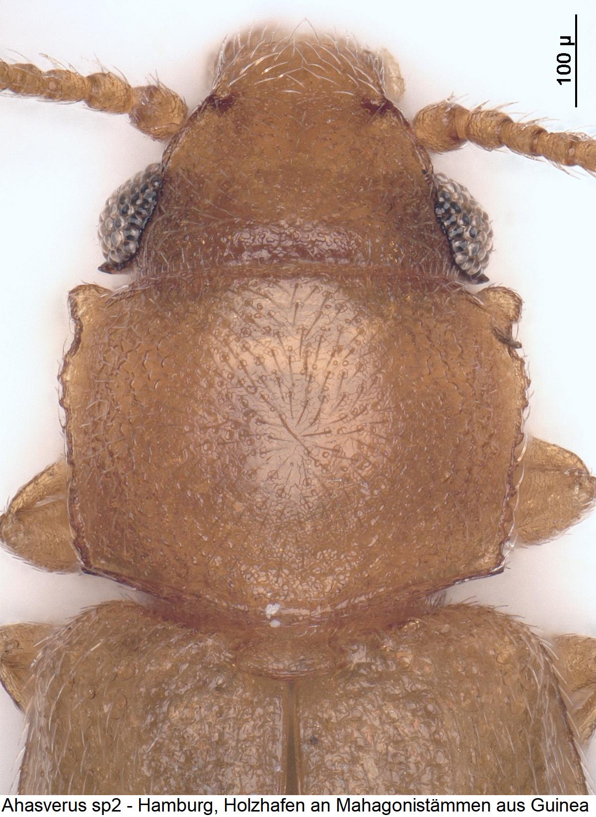 ahasverus_sp2_vk.jpg