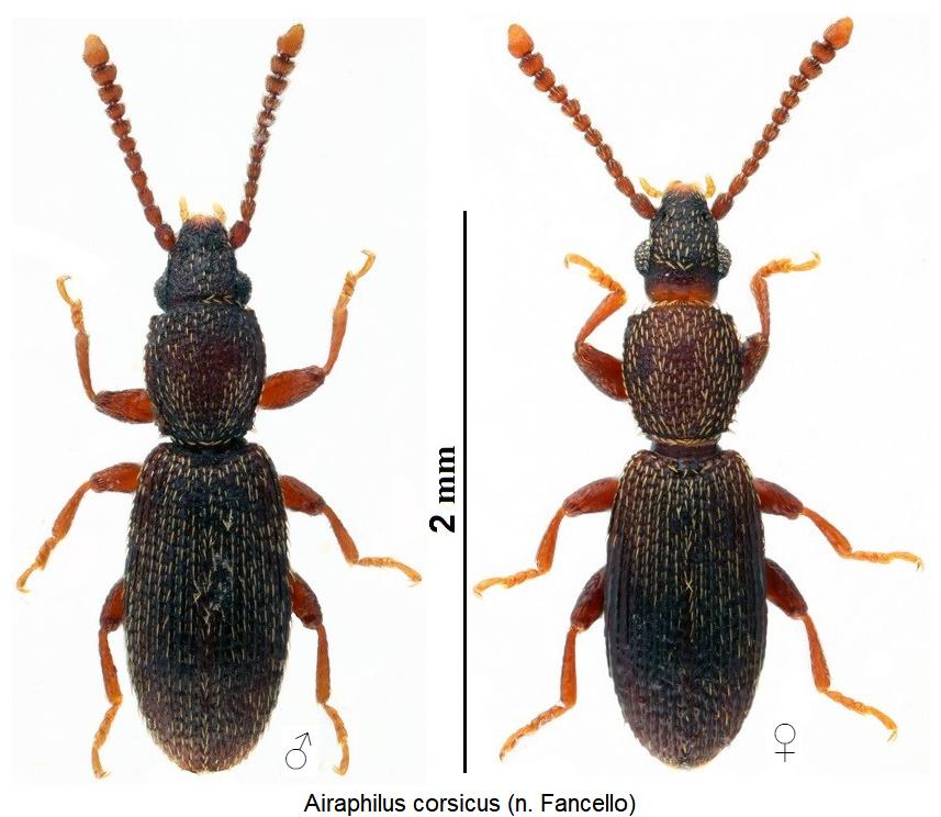 airaphilus_corsicus_hab.jpg