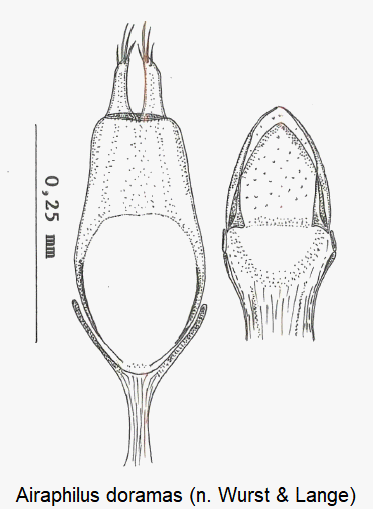 airaphilus_doramas.gif