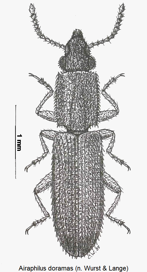 airaphilus_doramas_hab.gif