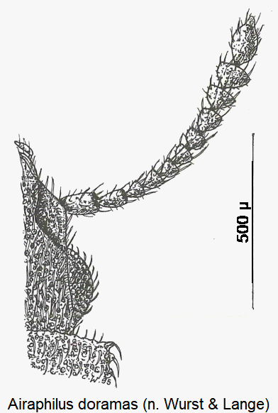 airaphilus_doramas_k.gif