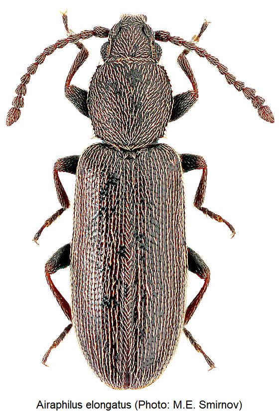 airaphilus_elongatus_hab.jpg