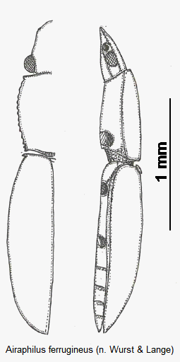 airaphilus_ferrugineus_hab.gif