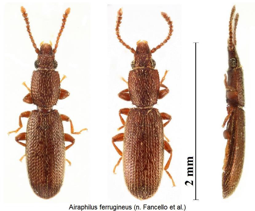airaphilus_ferrugineus_hab.jpg