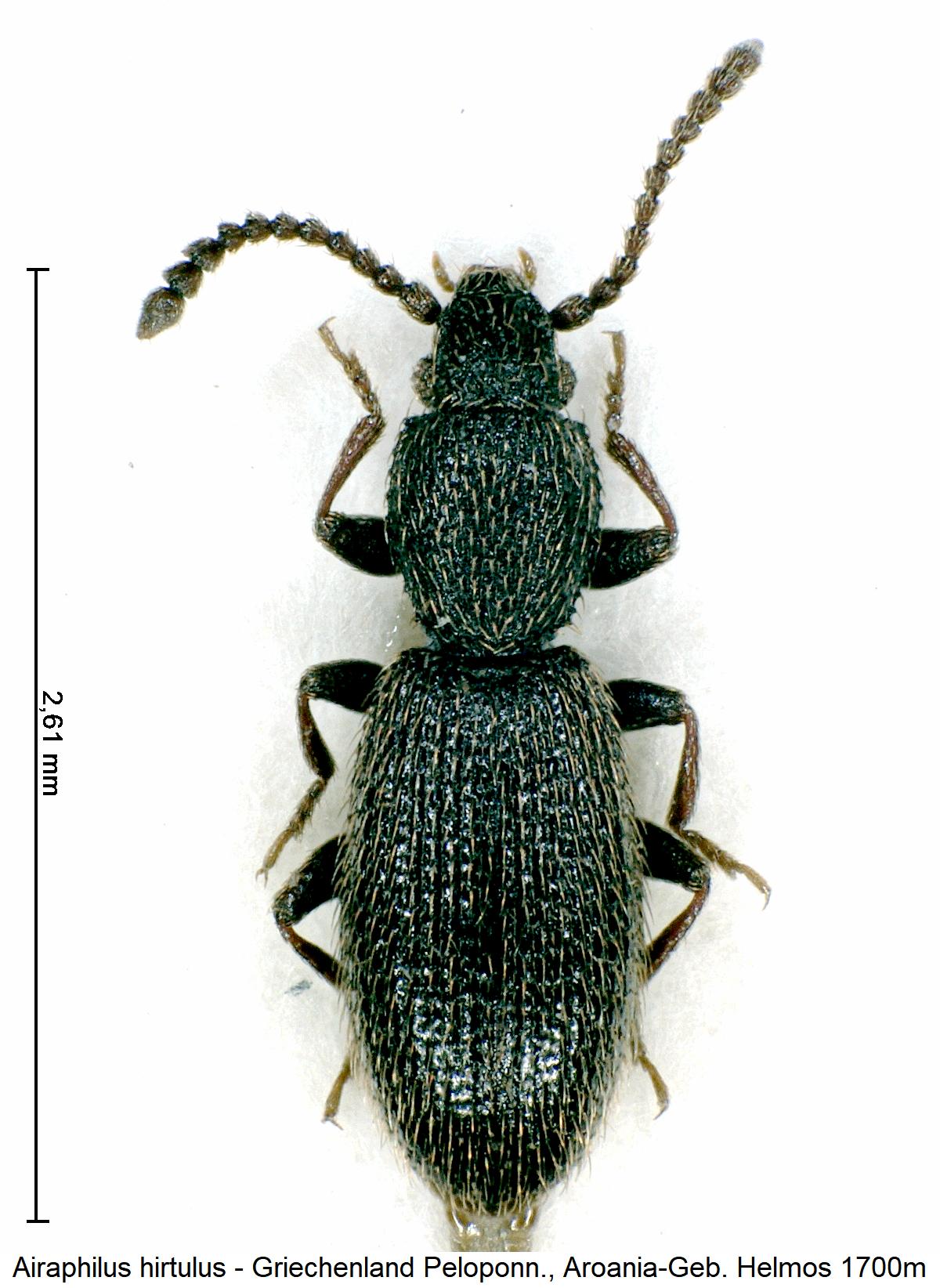 airaphilus_hirtulus_hab.jpg