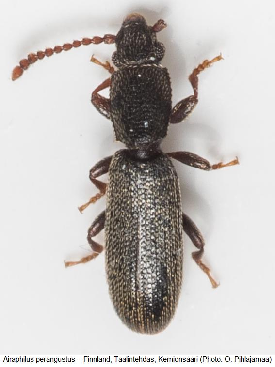 airaphilus_perangustus_hab.jpg
