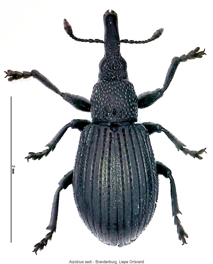 aizobius_sedi_hab.jpg