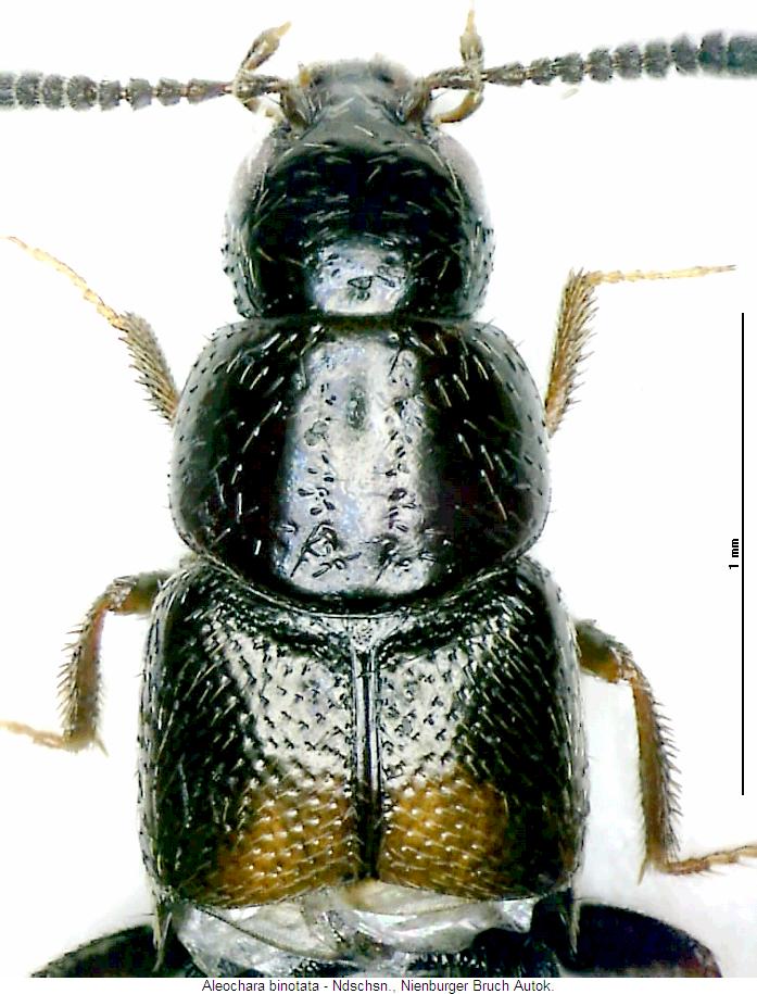 aleochara_binotata_vk.jpg