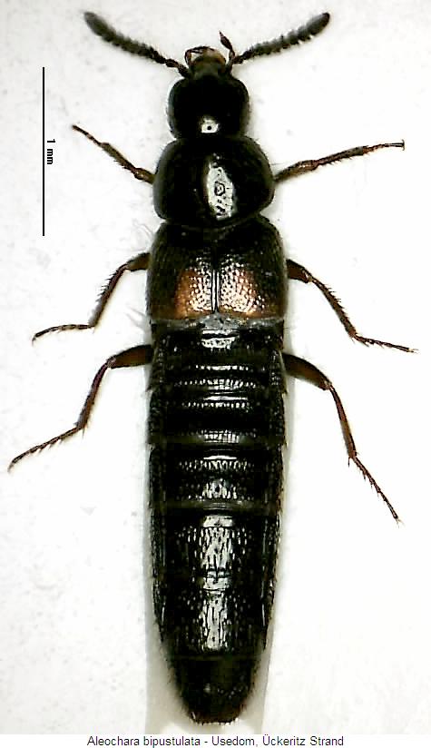 aleochara_bipustulata_hab.jpg