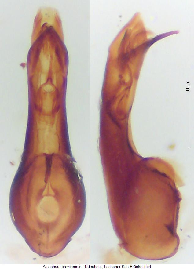 aleochara_brevipennis.jpg