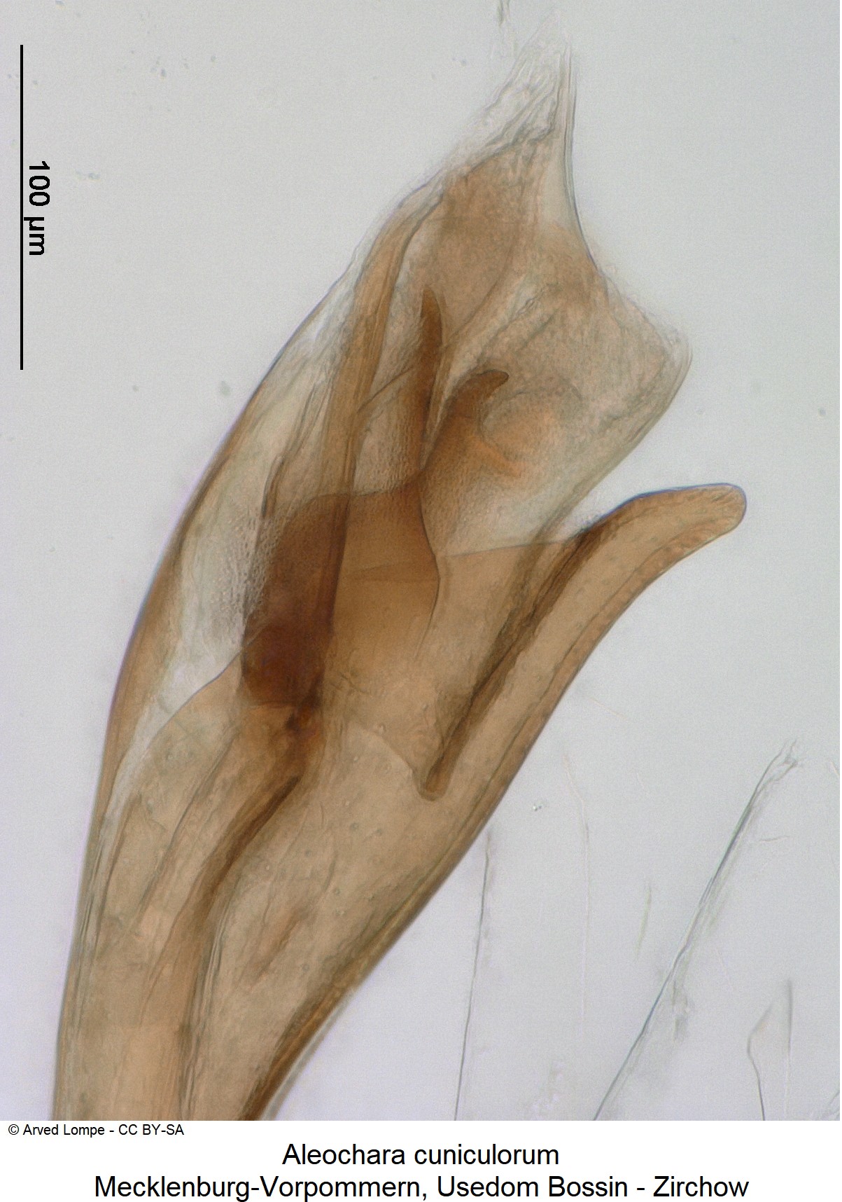 aleochara_cuniculorum-1.jpg