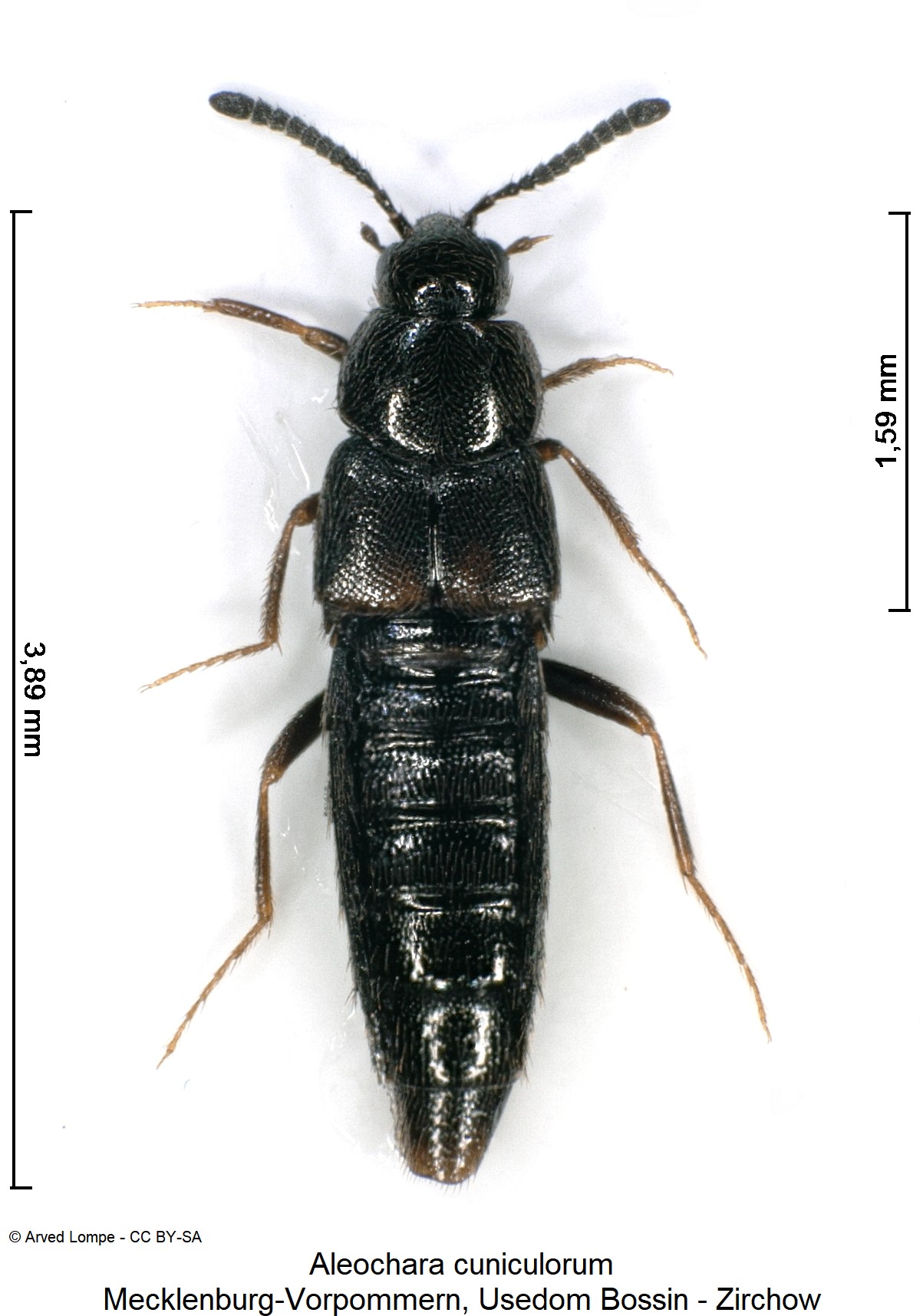 aleochara_cuniculorum_hab.jpg